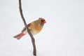 Female Northern Cardinal