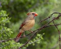 Female northern cardinal perched on barbed wire in the La Lomita Bird and Wildlife Photography Ranch in Texas. Royalty Free Stock Photo