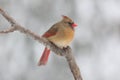 Female Northern Cardinal Perching on a Snowy Day in Winter Royalty Free Stock Photo