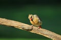 Northern Cardinal - Colorful Bird Background - Looking at Life