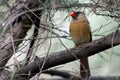 Female Northern cardinal, redbird, cardinalis cardinalis