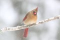 Female Northern Cardinal on a Snowy Day