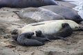 Female Northern Elephant Seal with Group of Pups on Beach Royalty Free Stock Photo