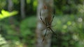 A female northern golden orb weaver or giant golden orb weaver walks on her web with male spider Royalty Free Stock Photo