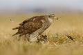 Female Northern goshawk Accipiter gentilis she`s got her prey