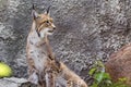 A female of the northern lynx with a brood, in the ruins of a meteorological station in Siberia Royalty Free Stock Photo