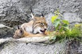 A female of the northern lynx with a brood, in the ruins of a meteorological station in Siberia Royalty Free Stock Photo