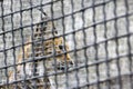A female of the northern lynx in a cage of animal protectionists Royalty Free Stock Photo