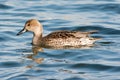 Female Northern Pintail