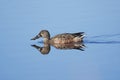 Female Northern Shoveler (Anas clypeata)