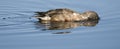 Female Northern shoveler feeding