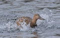 Female Northern Shoveler landing on lake