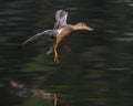 Female Northern Shoveler landing at a pond