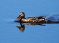 Female Northern Shoveller Duck Or Spatula Clypeata