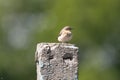 Female Northern Wheatear In Action Royalty Free Stock Photo