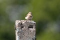 Female Northern Wheatear In Action Royalty Free Stock Photo