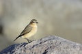 A Female Northern Wheatear (Oenanthe oenanthe) Royalty Free Stock Photo