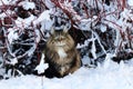 A female Norwegian Forest Cat sits in winter in the snow under a bush