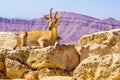 Female Nubian Ibex, Makhtesh crater Ramon Royalty Free Stock Photo