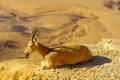 Female Nubian Ibex, Makhtesh (crater) Ramon Royalty Free Stock Photo