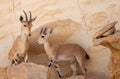 Female Nubian Ibex and new born kid