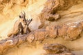 Female Nubian Ibex and new born kid - 3