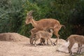 Female Nubian Ibex nurses her two babies in the desert capra nubiana