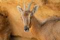 Female Nubian ibex portrait, Arabian Peninsula