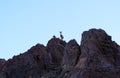 Female Nubian ibex wild goats walks on mountains near Eilat, Israel