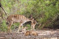 Female Nyala and baby in Kruger National park, South Africa Royalty Free Stock Photo