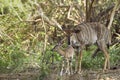 Female Nyala and its baby in Kruger National park Royalty Free Stock Photo