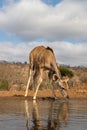 Female nyala with oxpeckers drinking from a pool