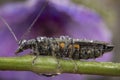 Female oedemera lurida posing on a green leaf