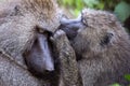Female olive baboon grooming another in close-up Royalty Free Stock Photo