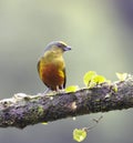 Female Olive-backed Euphonia (Euphonia gouldi) Royalty Free Stock Photo