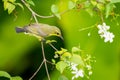 Female Olive-backed sunbird Royalty Free Stock Photo