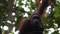 Female orang utan looking for child