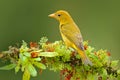 Female of Orange bird Flame-colored Tanager, Piranga bidentata. Tanager sitting on beautiful moss branch with clear background. Be Royalty Free Stock Photo