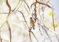 A female orange-breasted bunting, Passerina leclancherii, perched on a tree branch in Mexico