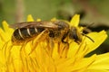 A female Orange legged furrow bee, Halictus rubicundus on a yellow dandelion Royalty Free Stock Photo