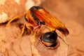 Orange Potter Wasp