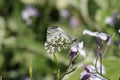 Female orange tip butterfly feeding on flower Royalty Free Stock Photo