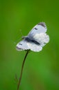 Female Orange-tip butterfly on a thin stalk