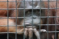 Female orangutan in animal cage feeling sad Royalty Free Stock Photo
