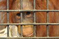 Female orangutan in animal cage feeling sad Royalty Free Stock Photo
