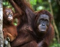 A female of the orangutan with a baby. Royalty Free Stock Photo