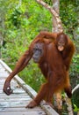 Female of the orangutan with a baby are going on a wooden bridge in the jungle. Indonesia. The island of Kalimantan Borneo. Royalty Free Stock Photo