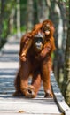 Female of the orangutan with a baby are going on a wooden bridge in the jungle. Indonesia. Royalty Free Stock Photo