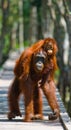 Female of the orangutan with a baby are going on a wooden bridge in the jungle. Indonesia. Royalty Free Stock Photo