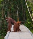 Female of the orangutan with a baby are going on a wooden bridge in the jungle. Indonesia. Royalty Free Stock Photo